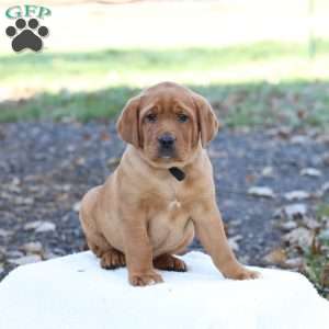 Jango, Fox Red Labrador Retriever Puppy